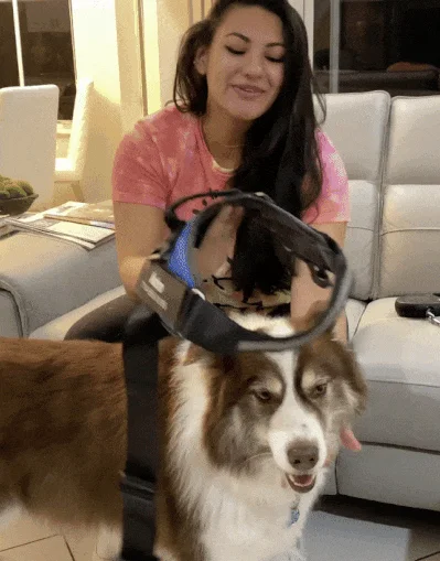 Dogflex 2 - MOCNE Szelki dla Psa z IMIENIEM + Numerem Tel. | Nie Ciągną! OKAZJA!